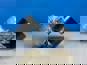 Фото CHINA 1023010BM5002000 ролик натяжной для Фав J7 в сборе 2