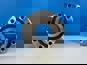Фото MOVELEX WG4071418068MX подшипник передней ступицы Sitrak C7H Howo T5G 4