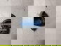 Фото RENAULT 7420593252 заглушка маховика для грузовиков Рено 1