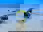 Фото RENAULT 7421017010 датчик уровня охлаждающей жидкости для Renault Premium Kerax 3