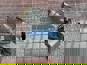 Фото UFI 6W5525920 фильтр топливный PRELINE-270 грубой очистки для КАМАЗ (без подогрева) 4