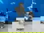 Фото WEICHAI 1008102113 устройство подготовки газовой смеси (Газовый смеситель) WEICHAI 9